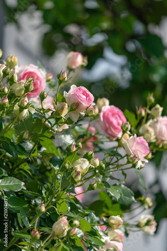 ピンクのバラの花と蕾