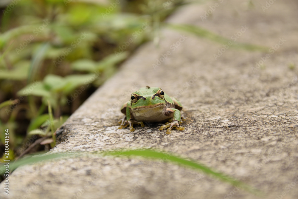 JAPANESE TREE FROG visual data 4