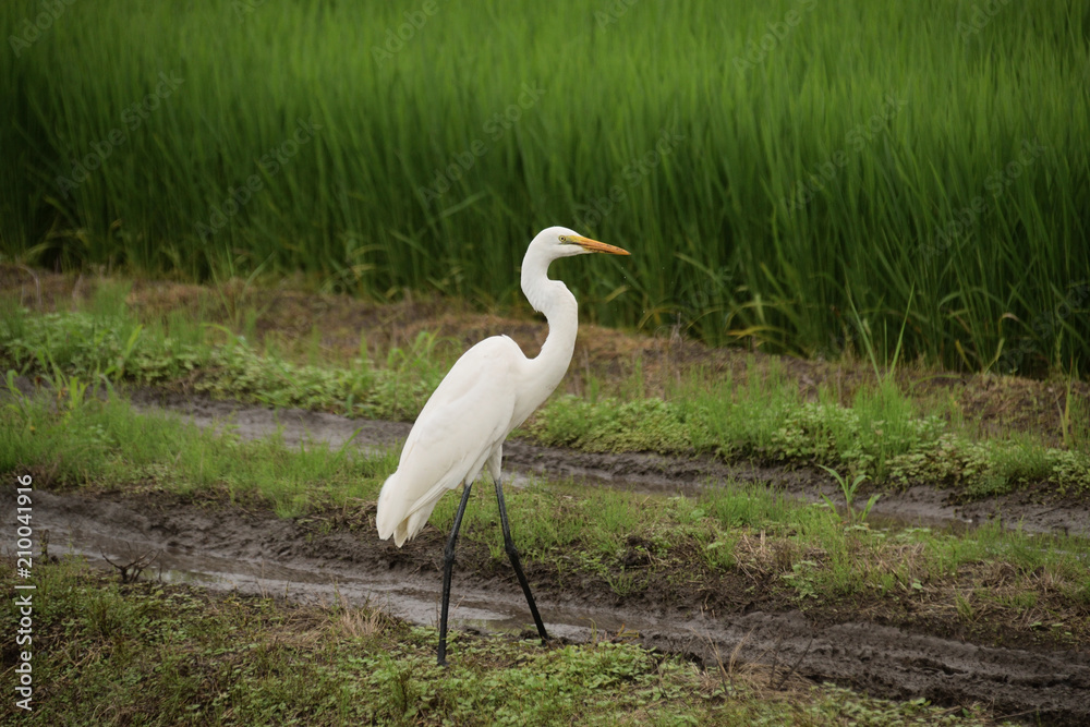 Great egret - Ardea alba. Great egret - Ardea alba.
