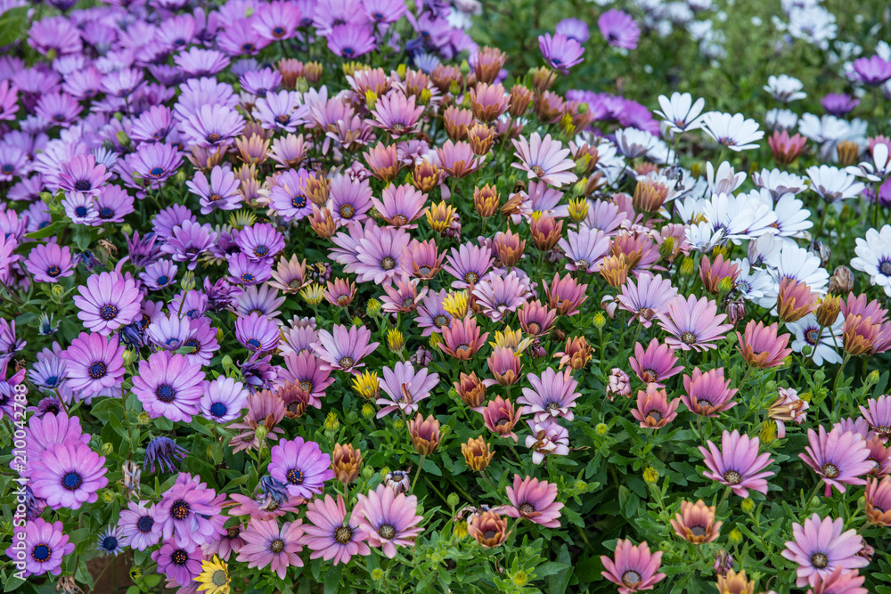 white and purple blooming flowers in a garden