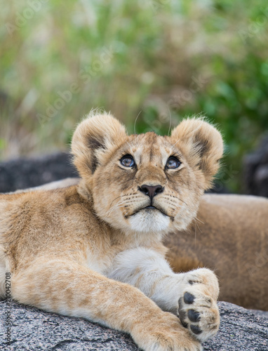 Fototapeta Naklejka Na Ścianę i Meble -  Curious baby lion looking up