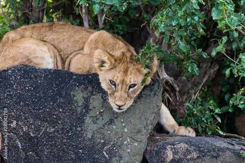 Fototapeta Naklejka Na Ścianę i Meble -  Cute baby lion seriously looking like predator