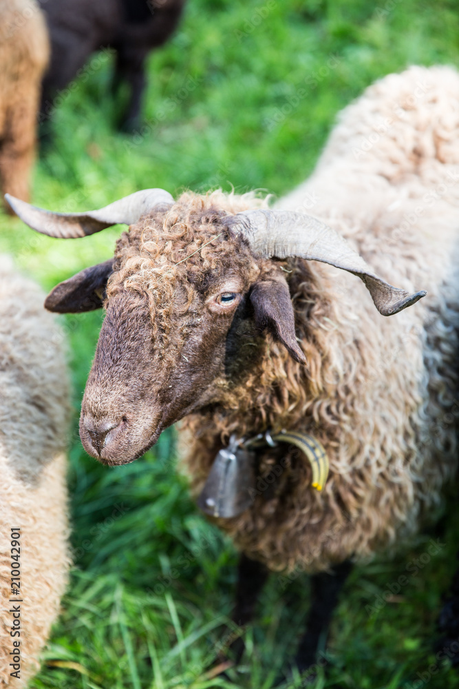 Curly Fur Sheep with Neck Bell in Green Swiss Farm Curly Fur Sheep with Neck Bell in Green Swiss Farm