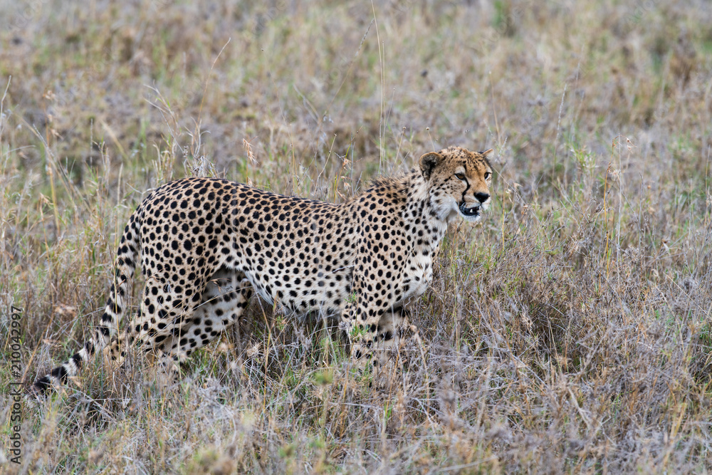 Cheetah (gepard) in grass looking for prey Cheetah (gepard) in grass looking for prey