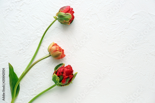 Fototapeta Naklejka Na Ścianę i Meble -  Beautiful tulips on light background