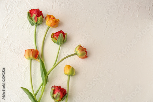 Fototapeta Naklejka Na Ścianę i Meble -  Beautiful tulips on light background