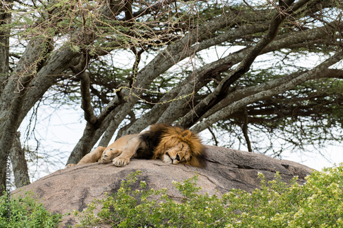 Fototapeta Naklejka Na Ścianę i Meble -  Lion sleeping on the stone with a tree on the background