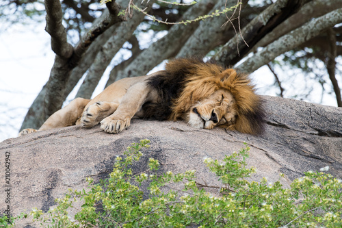 Fototapeta Naklejka Na Ścianę i Meble -  Big tired lion sleeping on the stone