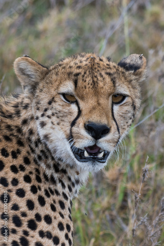 Cheetah surprised