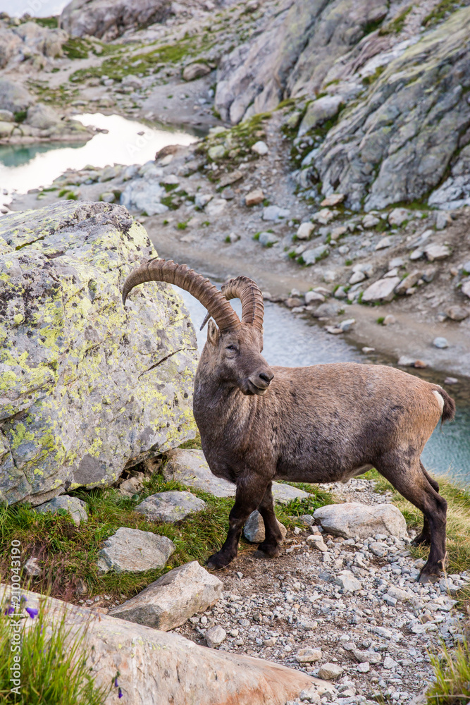 Alpine Wild Ibex in front of Iconic Mont-Blanc Mountain on a Sunny Summer Day. Alpine Wild Ibex in front of Iconic Mont-Blanc Mountain on a Sunny Summer Day.