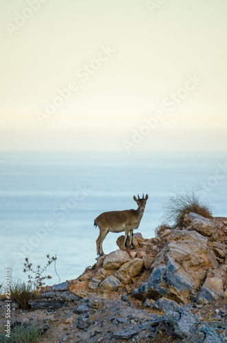 Young mountain goat standing on rocky outcrop in front of Mediterranean Sea in Spain