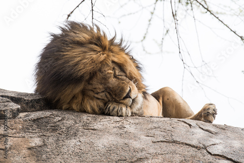 Fototapeta Naklejka Na Ścianę i Meble -  Big Lion sleeping on a stone