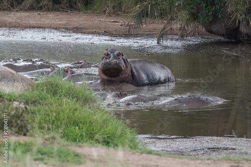 Behemoths relaxing in the water pool
