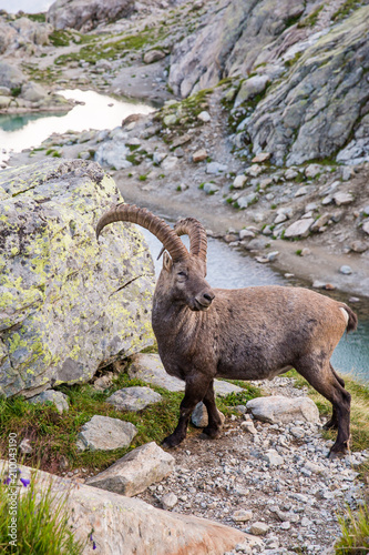 Alpine Wild Ibex in front of Iconic Mont-Blanc Mountain on a Sunny Summer Day.
