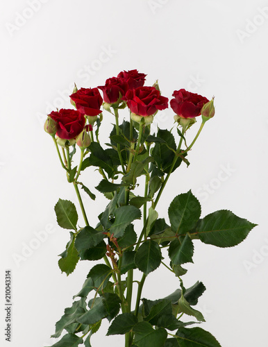 a bunch of untreated and untreated rose flowers on a white background