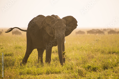 Big elephant close-up with tail up © ilyaska
