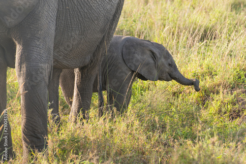 Photography Baby elephants trying to get the grass by it's proboscis