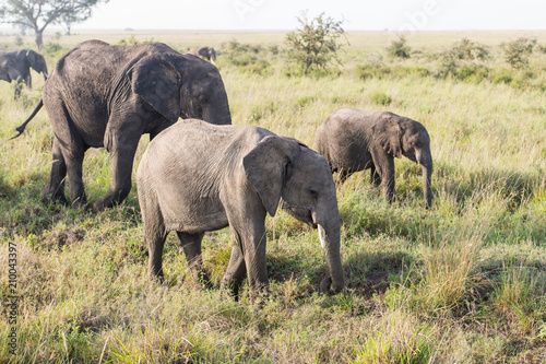 Group of wild elephants eating the grass © ilyaska