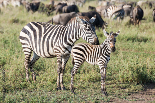 Baby zebra with mother in Africa