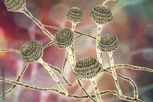 Fungi Aspergillus, black mold, which produce aflatoxins, cause pulmonary infection aspergillosis and aspergilloma in different organs. 3D illustration photo