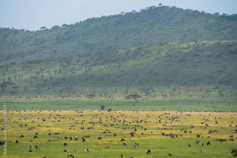 Scenery landscape of Tanzanian savannah with herbivore animals in Serengeti reserve