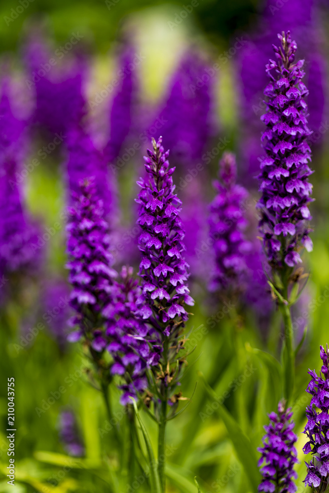 Naklejka premium Moorland spotted orchid