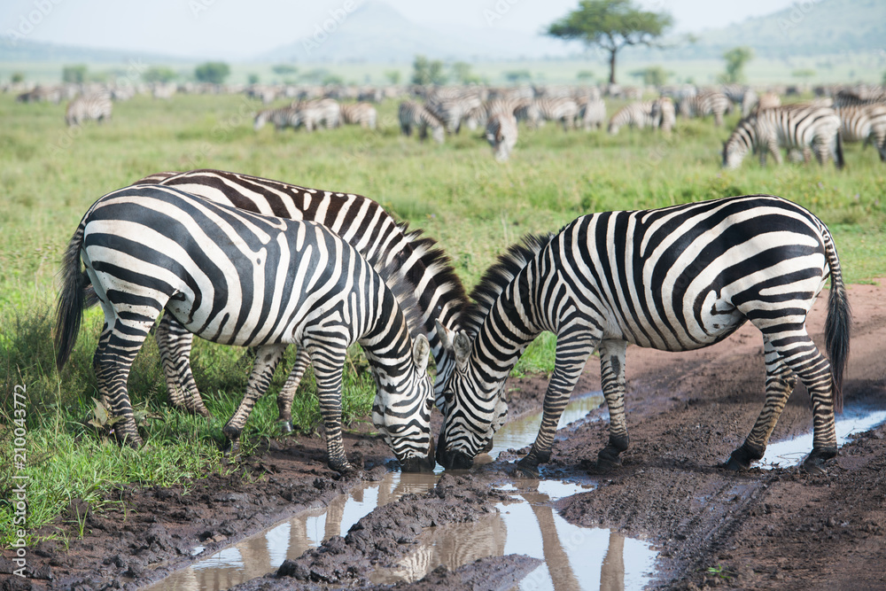Zebras drinking water from the puddle in tire track Zebras drinking water from the puddle in tire track