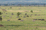 Zebras and wildebeests in Serengeti savannah