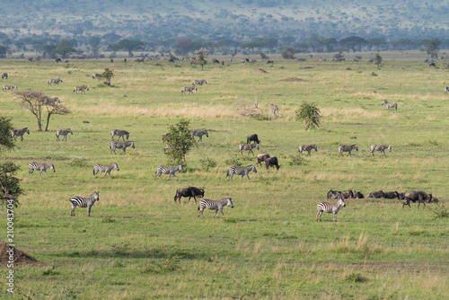 Zebras and wildebeests in Serengeti savannah © ilyaska