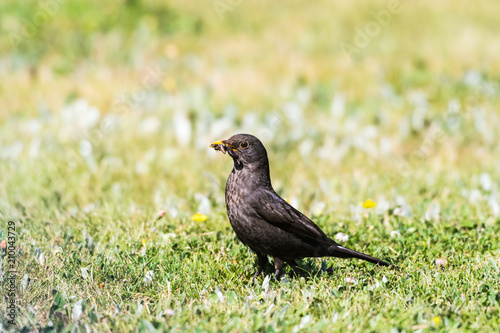 Female Blackbird with food on a bright lawn