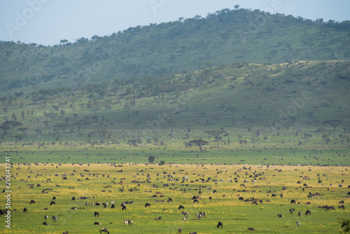 Scenery landscape of Tanzanian savannah with herbivore animals in Serengeti reserve