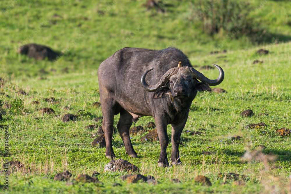 Obraz premium African buffalo with bird on the head in Ngorongoro crater
