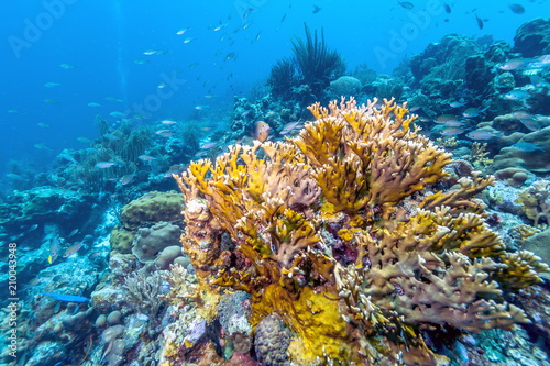 Caribbean coral reef