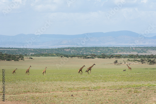 Photography Herd of giraffes in african savannah