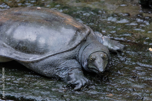 Chinese softshell turtle (Pelodiscus sinensis) is a species of softshell turtle that is endemic to China
