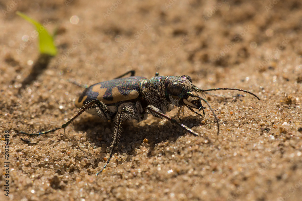 Big Sand Tiger Beetle Big Sand Tiger Beetle