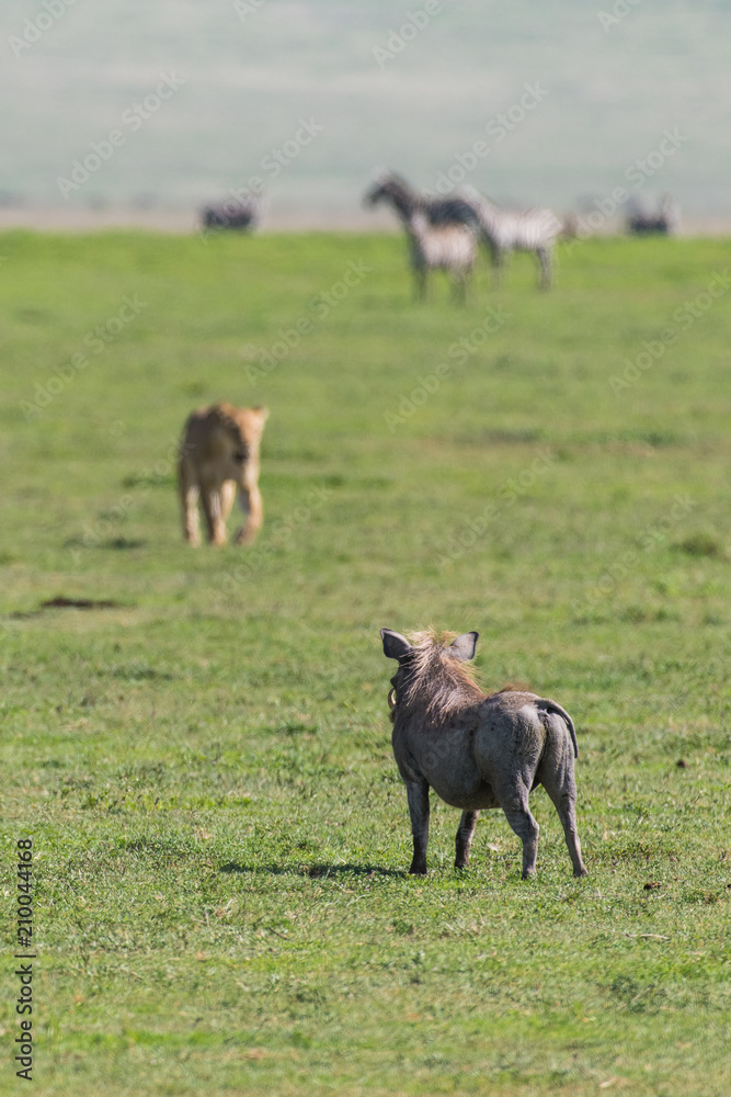 Fototapeta premium Warthog is watching of approaching lioness (focus is on the warthog)