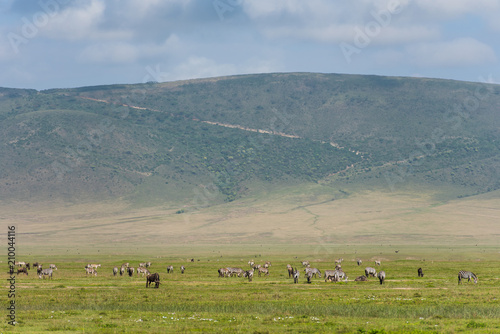 Scenery landscape of Ngorongoro crater reserve with zebras and wildebeests
