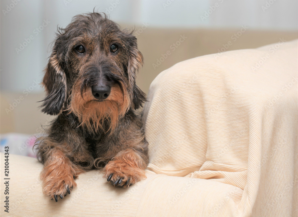 Cane bassotto a pelo ruvido sul divano di casa Cane bassotto a pelo ruvido sul divano di casa