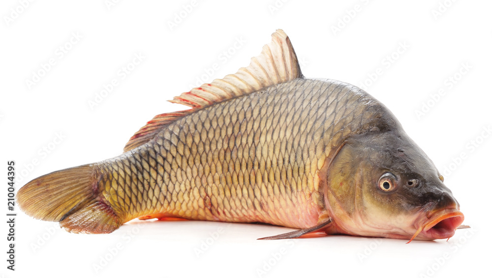 One raw fish. One raw fish.