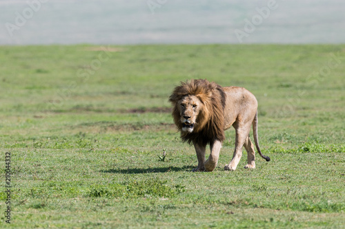 Fototapeta Naklejka Na Ścianę i Meble -  Big lion walking in NgoroNgoro crater