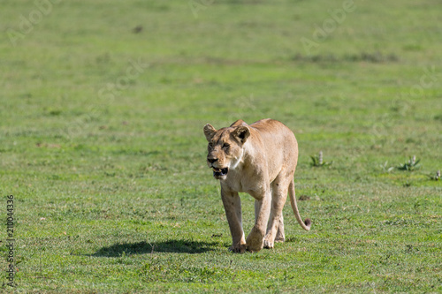 Fototapeta Naklejka Na Ścianę i Meble -  Big lioness walking in Ngorongoro reserve. One lion walking on green grass 
