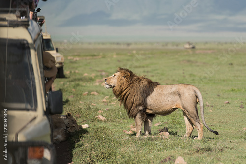 Big lion posing for tourists making photos during safari game drive in NgoroNgoro