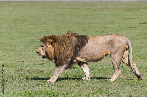 Fototapeta Naklejka Na Ścianę i Meble -  Big lion walking (shot in profile)