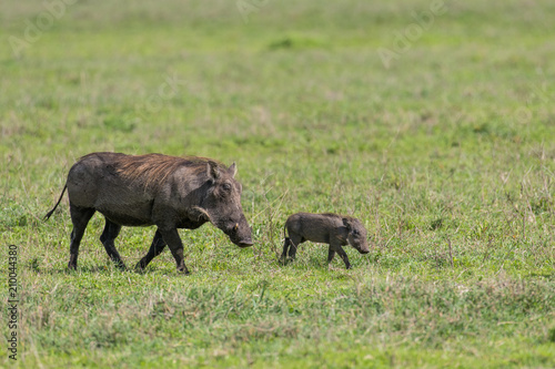 Warthog walking with baby