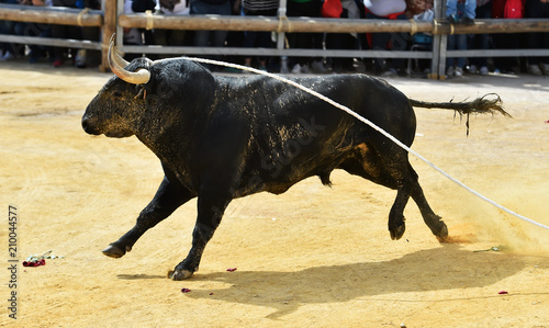 bull in spain in a traditional spectacle in bullring