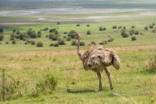 Wild ostrich in Ngorongoro
