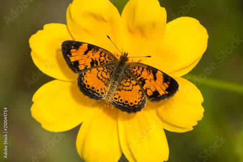 Pearl Crescent © Paul Sparks