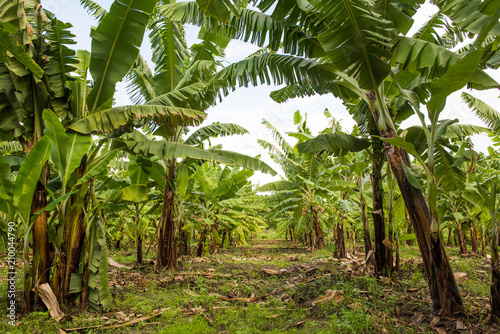 Banana rural plantation