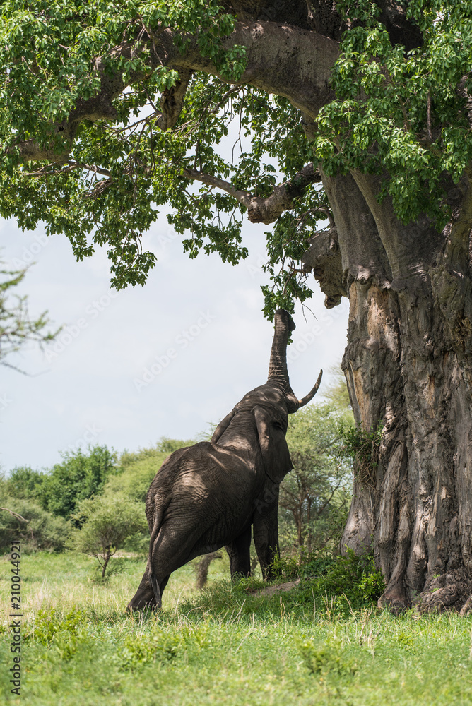 Naklejka premium Elephant eating babobab tree using proboscis